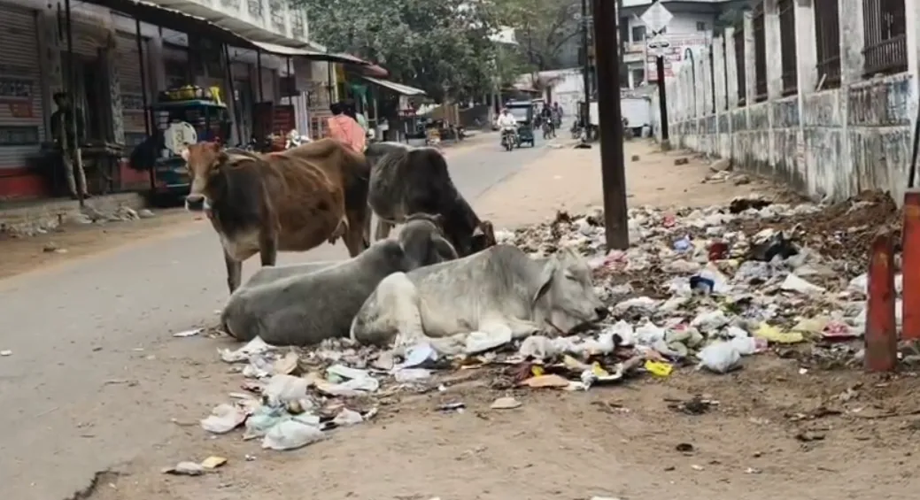 Street Cow Chhatarpur
