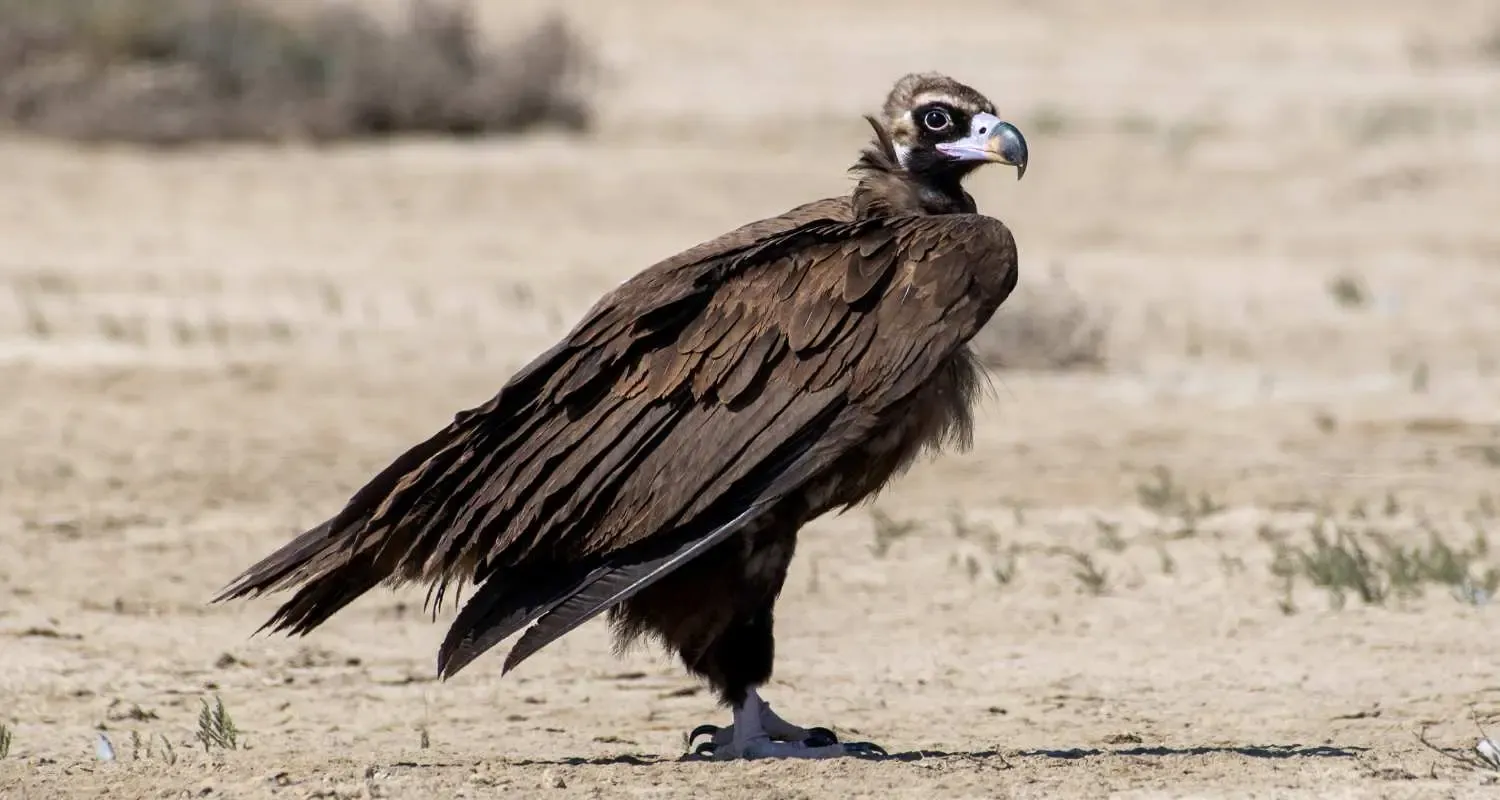 Vulture