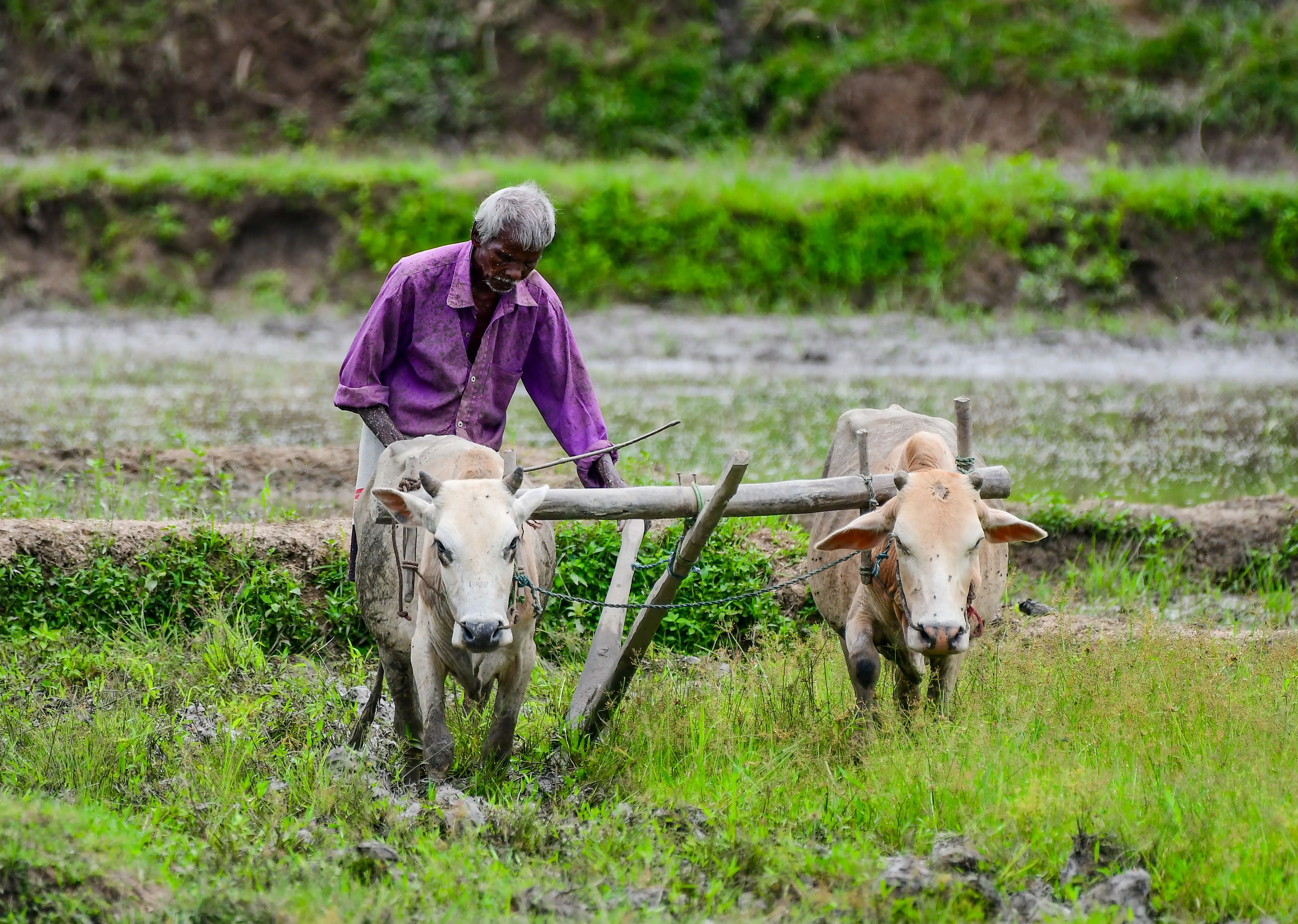 Farmers prepare paddy fields Farmers prepare paddy fields
