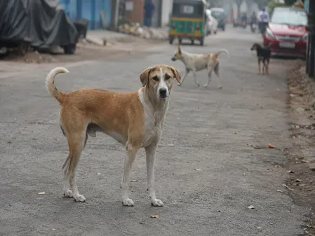 आवारा कुत्तों की बढ़ती समस्या से निपटने के लिए महाराष्ट्र सरकार का बड़ा अभियान, नसबंदी और टीकाकरण पर जोर आवारा कुत्तों की बढ़ती समस्या से निपटने के लिए महाराष्ट्र सरकार का बड़ा अभियान, नसबंदी और टीकाकरण पर जोर