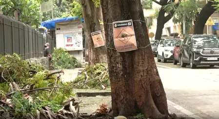 मुंबई में पेड़ गिरने की घटनाओं के बीच बीएमसी का जागरूकता अभियान, नागरिकों ने उठाए सवाल