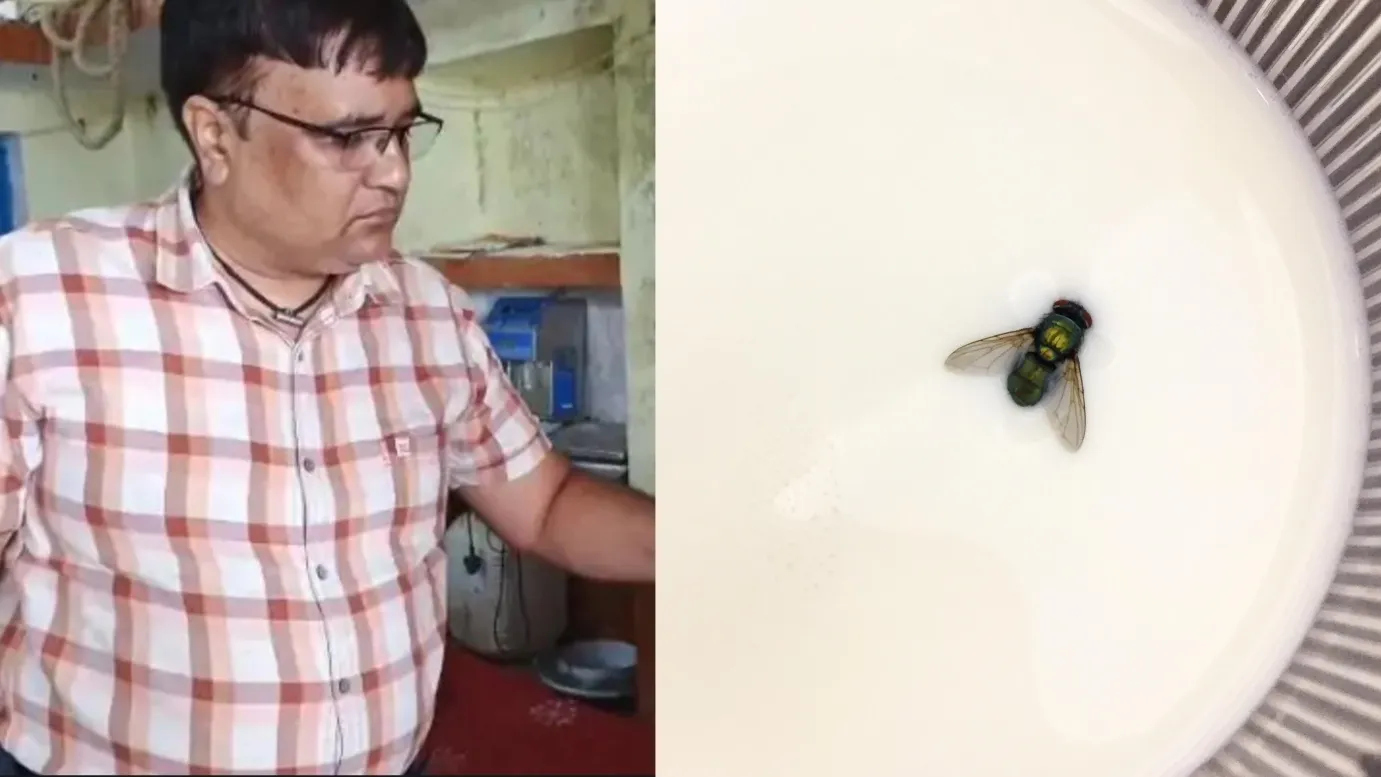 Milk Fly Milk Fly