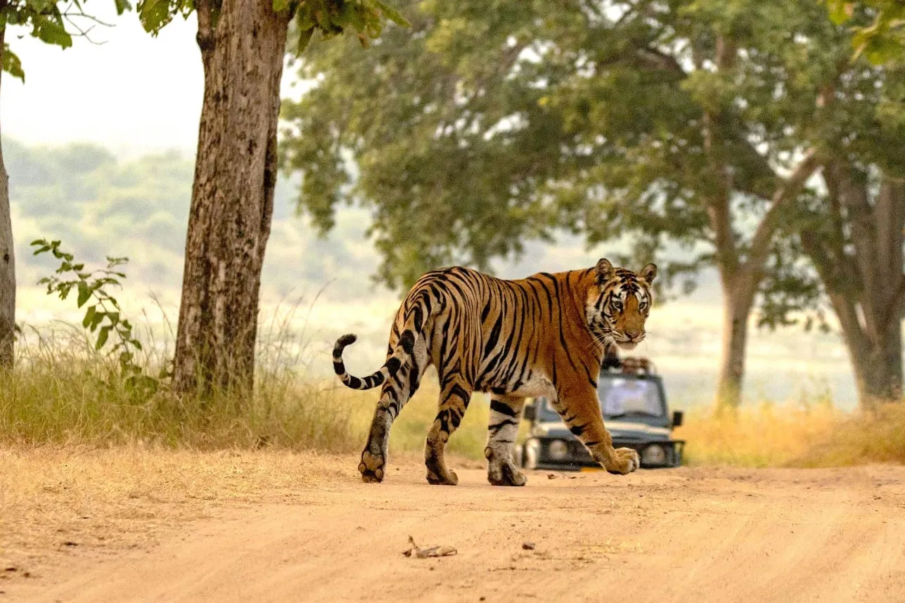 PannaTiger PannaTiger