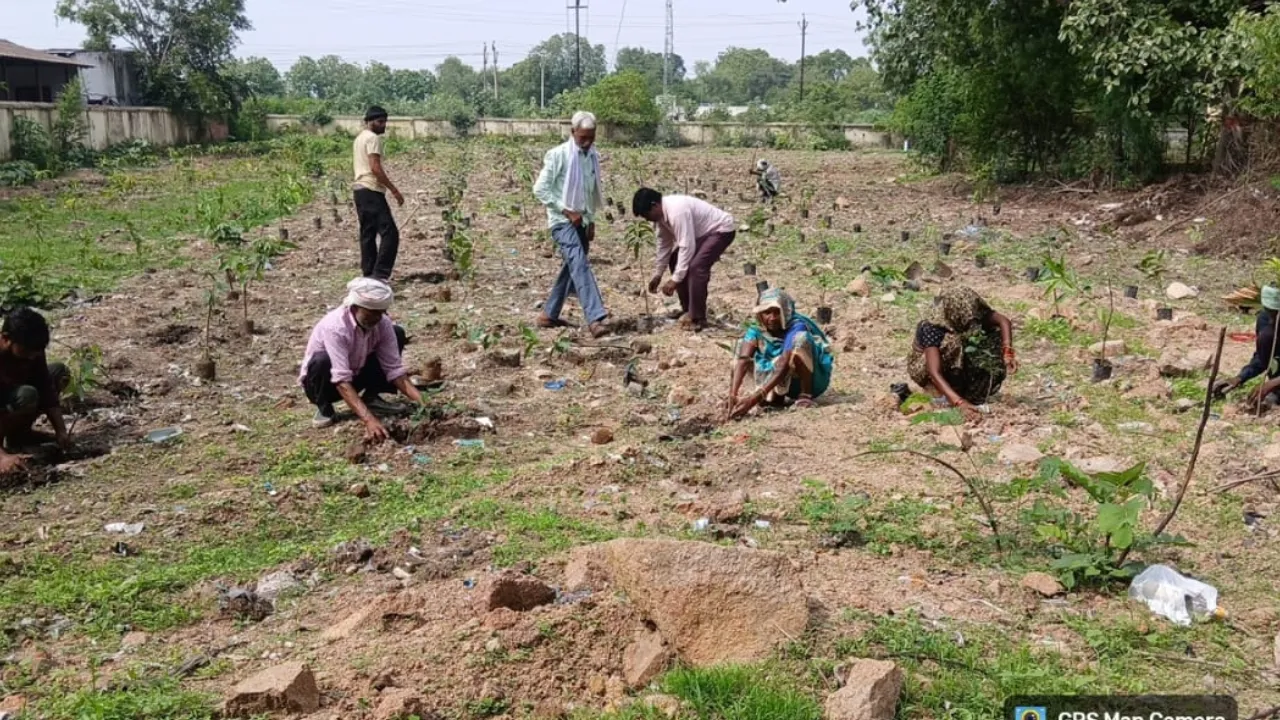 Tree plantation held at the health center