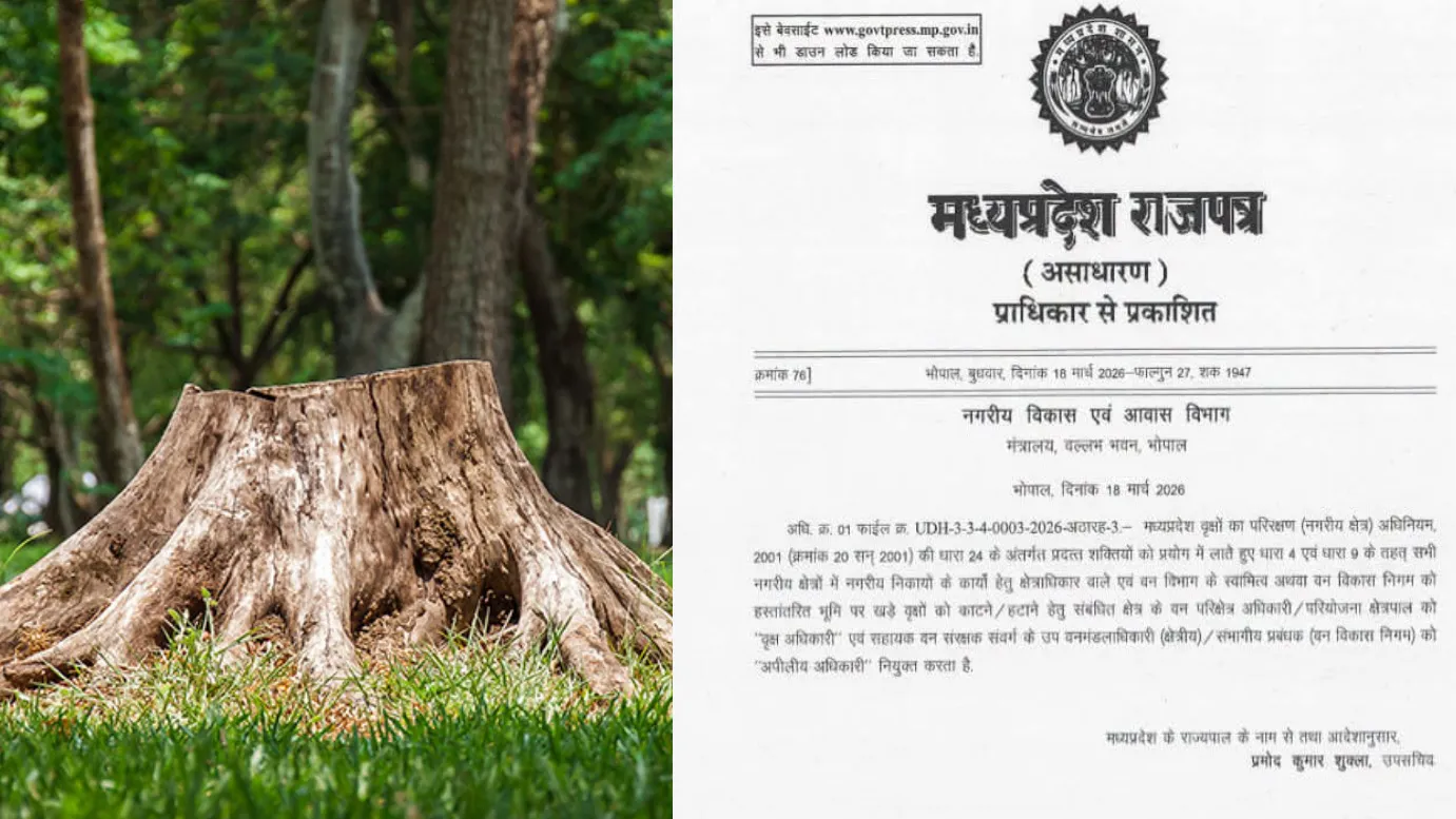 Tree Cuting