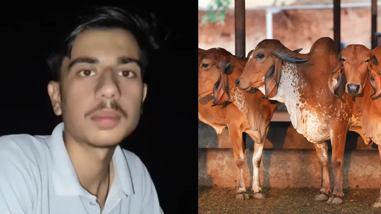 anshcow