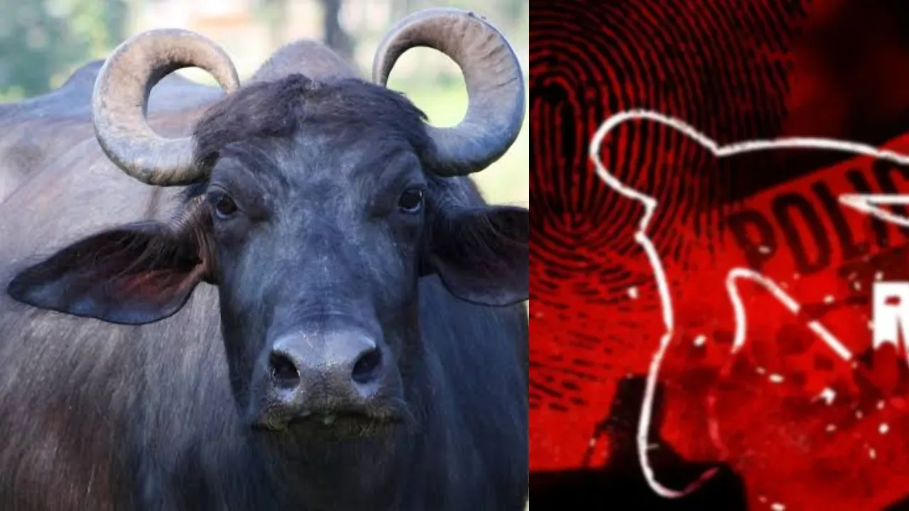 buffalo