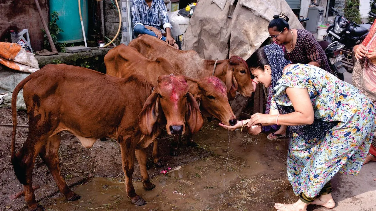 cowandhuman