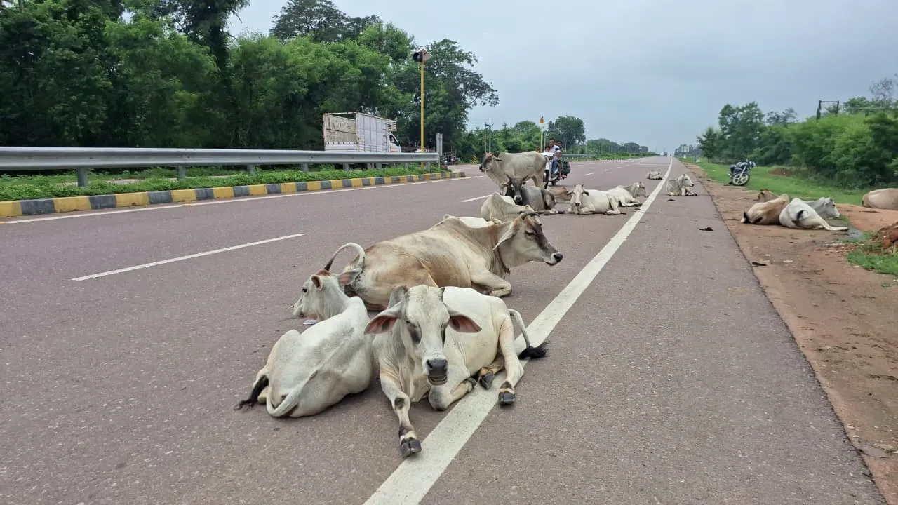 Cow on road