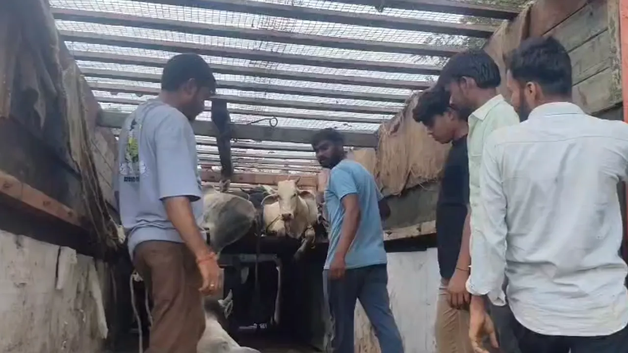 Filled with cows in Pipra Madori