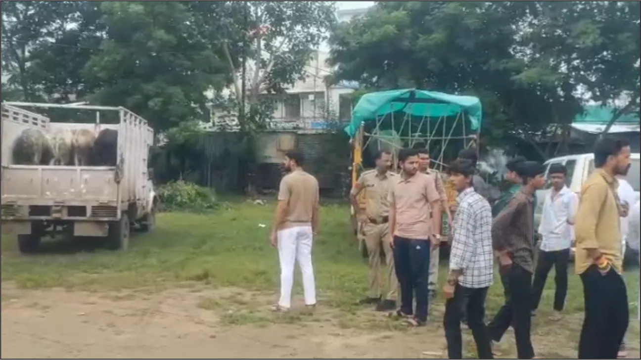 Four vehicles loaded with cattle