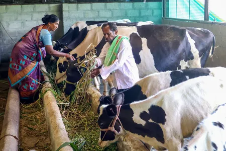 डेयरी किसानों को केसीसी का बड़ा सहारा, 5 साल में तीन गुना बढ़े लाभार्थी; भारत का दूध उत्पादन मांग से अधिक: मंत्री