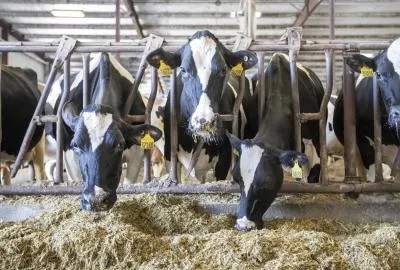 तमिलनाडु के डेयरी नेटवर्क में 22,500 दुधारू गायें जोड़ने की तैयारी, ग्रामीणों को दी जाएंगी मुफ्त