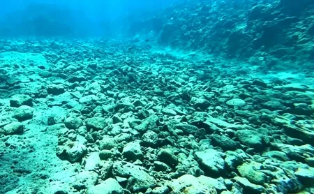 दक्षिण चीन सागर की समग्र समुद्री पारिस्थितिक स्थिति 2025 में स्थिर रही