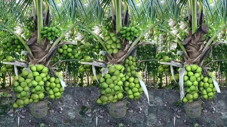 नारियल उत्पादन में भारत सबसे आगे, वैश्विक स्तर पर हिस्सेदारी 31 प्रतिशत से अधिक