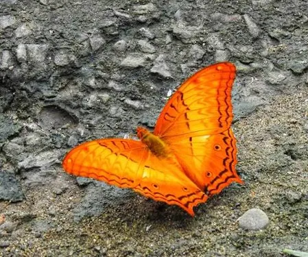 दुर्लभ और लुप्तप्राय तितली प्रजातियों के लिए देहिंग पटकाई है सुरक्षित ठिकानाः हिमंता सरमा