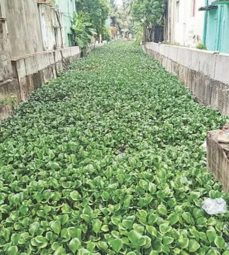 चेन्नई की जलकुंभी से भरी व्यासर्पदी नहर में बढ़ा बाढ़ का खतरा