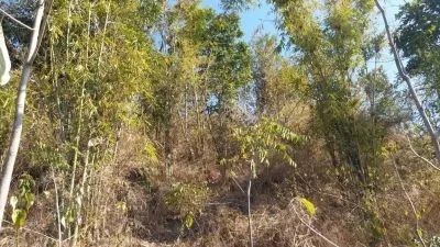 पंजाब मंत्रिमंडल ने 'ग्रीन कवर' बनाए रखने के विधेयक को मंजूरी दी