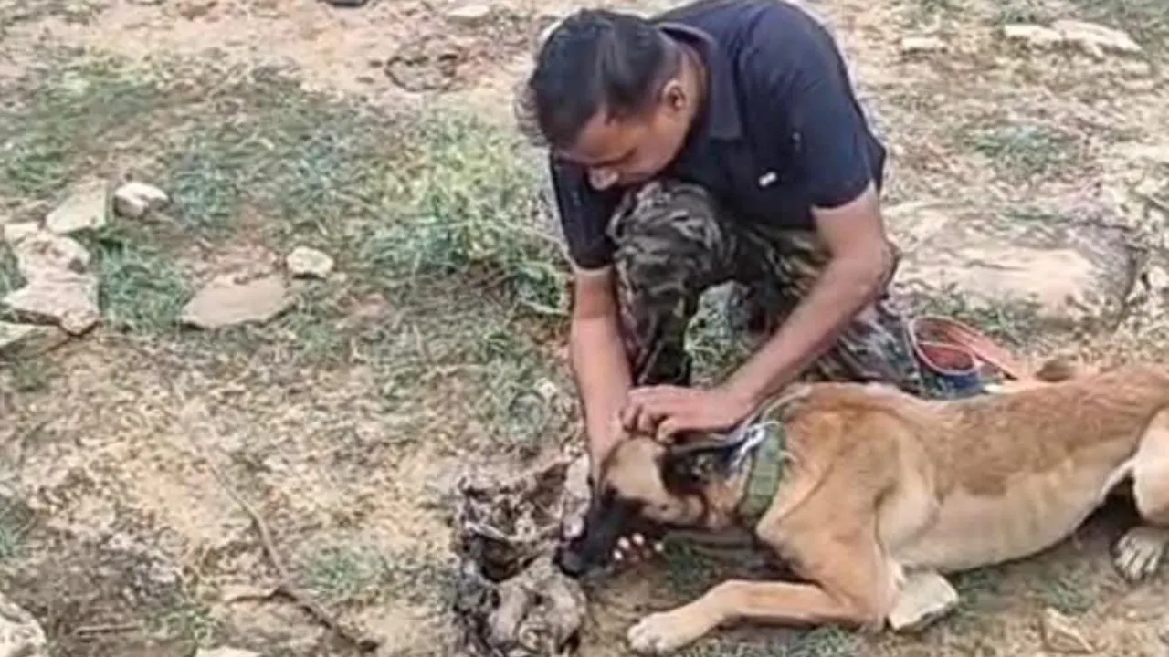 Leopard poaching case solved