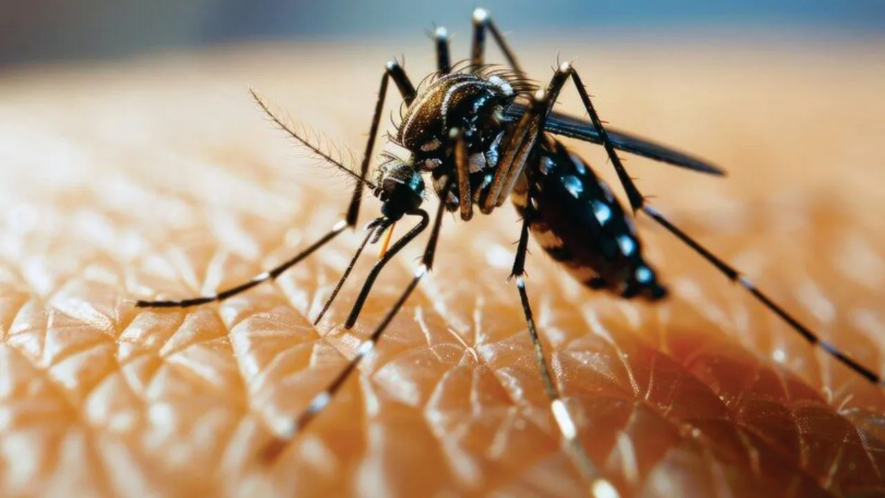 mosquitobiteanddengue mosquitobiteanddengue