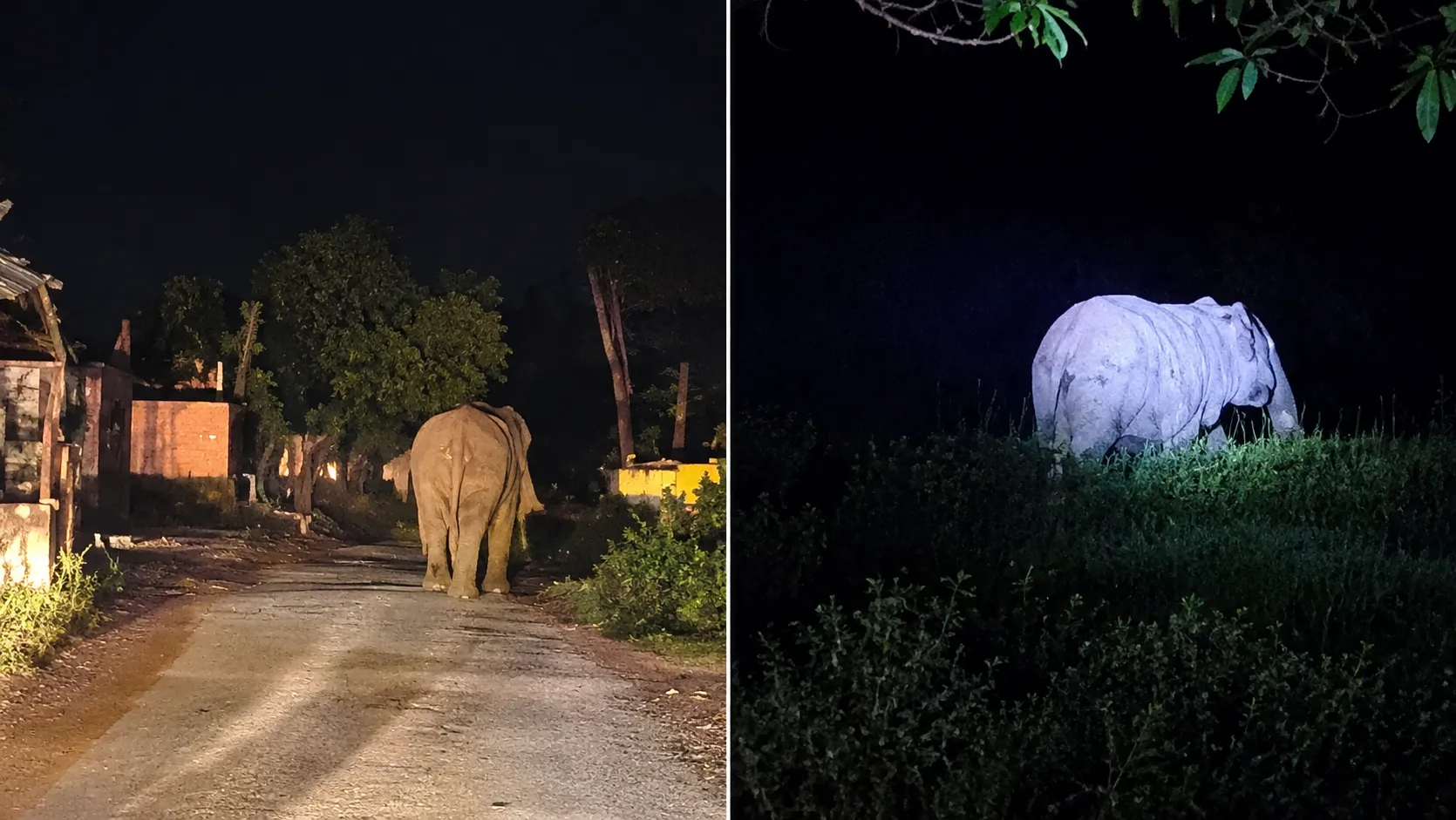 देर रात रामनगर के रहवासी इलाकों में पहुँचा जंगली हाथी, खेतों में मचाई तबाही
