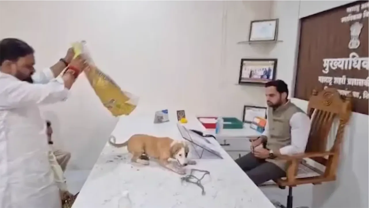 Doginthebag