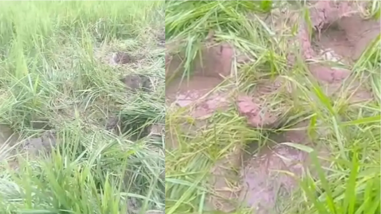 खेतों में घुसा हाथी, खड़ी फसलें रौंदी, हाथी की दस्तक से ग्रामीणों में दहशत