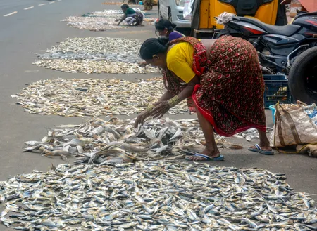 ब्लू इकोनॉमी को सुरक्षा कवच दे रही पीएम-एमकेएसएसवाई, मत्स्य किसानों के लिए बीमा बना बड़ा सहारा