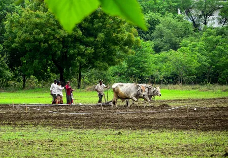 महाराष्ट्र में खरीफ की बुआई 95 प्रतिशत पर पहुंची, मराठवाड़ा में सूखे का खतरा मंडराया