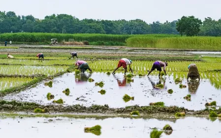 कुरुवाई की खेती में गिरावट के बाद तमिलनाडु के डेल्टा क्षेत्र के किसानों ने मुआवजे की मांग