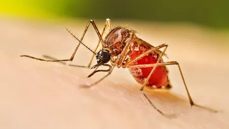 चेन्नई में फ्लू, डेंगू और सांस की बीमारियों के कारण अस्पतालों में मरीजों की भारी भीड़