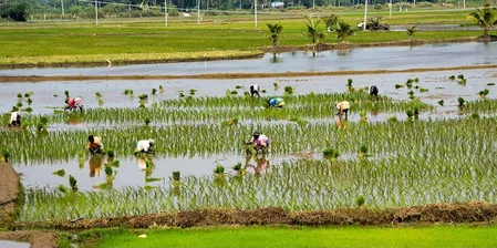 पानी की कमी से तमिलनाडु के नागपट्टिनम में 11,424 एकड़ सांबा धान की फसल पर संकट