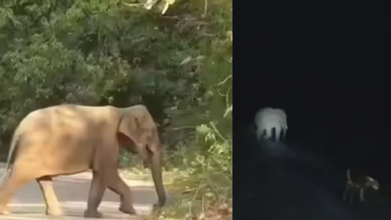 jangalihathiingaonn jangalihathiingaonn