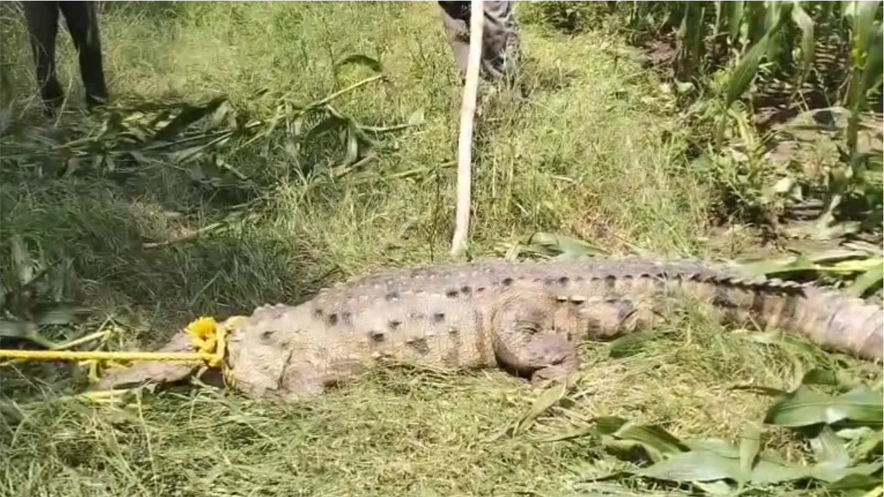 Longcrocodile