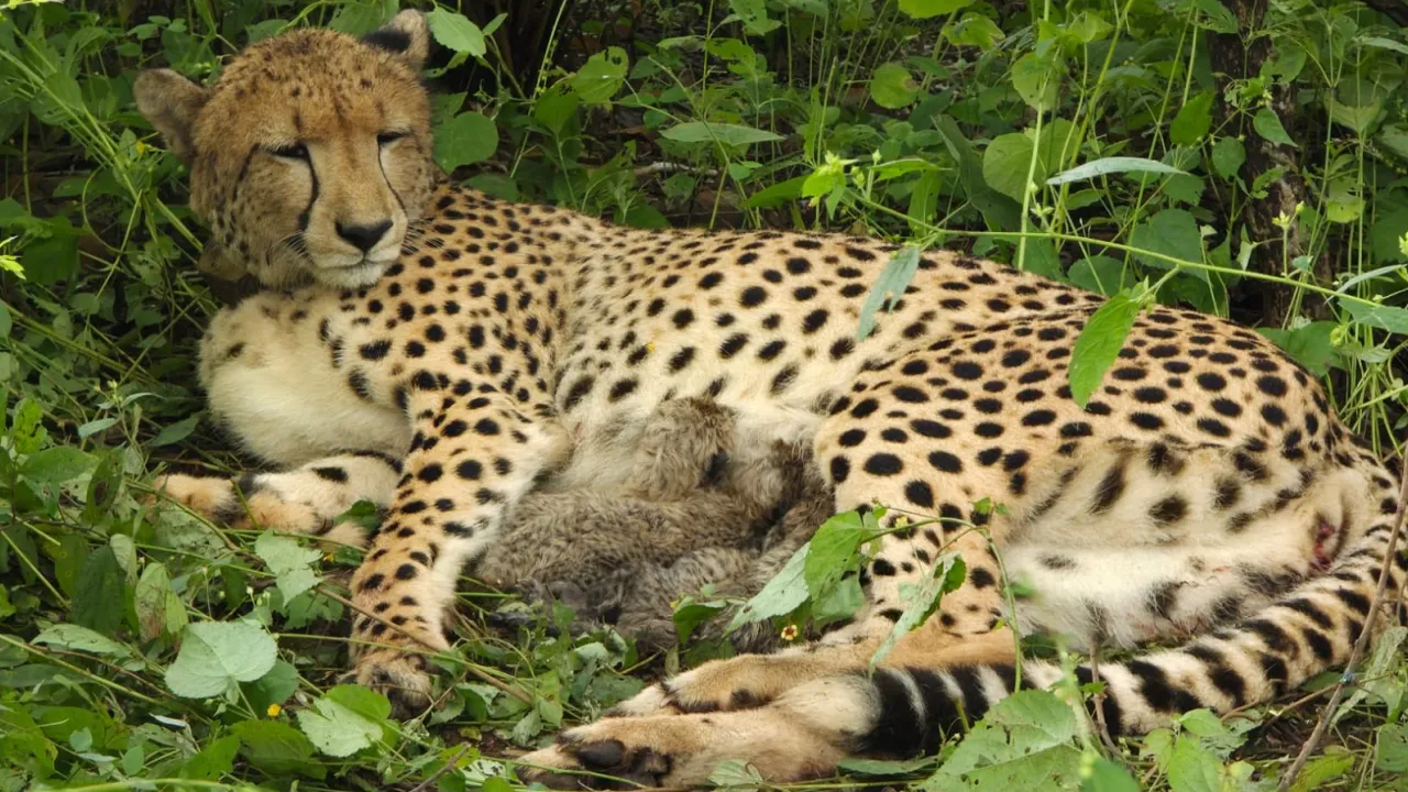 shyopurnationalparkmeinaayenayemehmaan