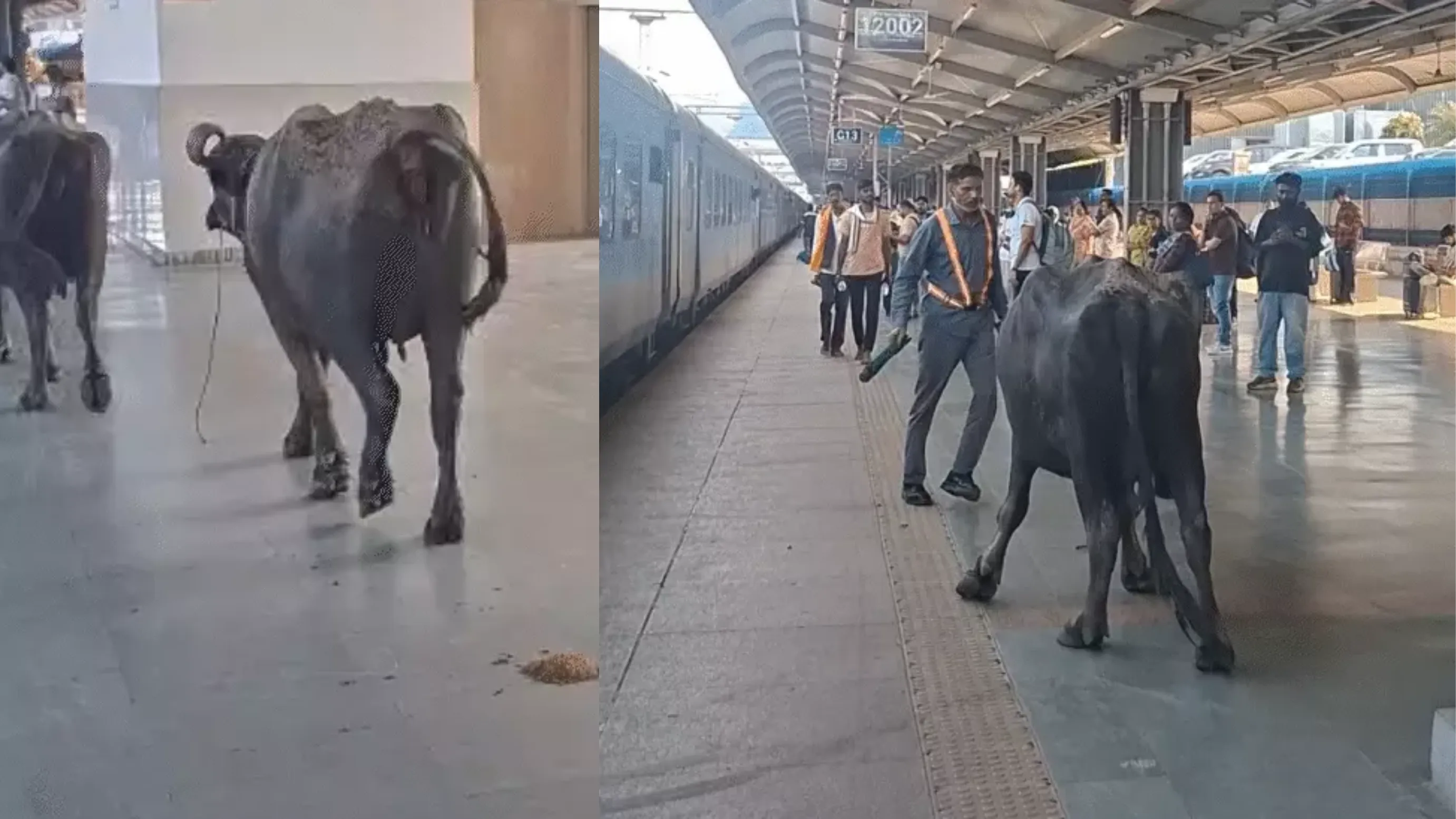 रानी कमलापति रेलवे स्टेशन के प्लेटफॉर्म-1 पर दौड़े मवेशी; सामने खड़ी थी शताब्दी एक्सप्रेस