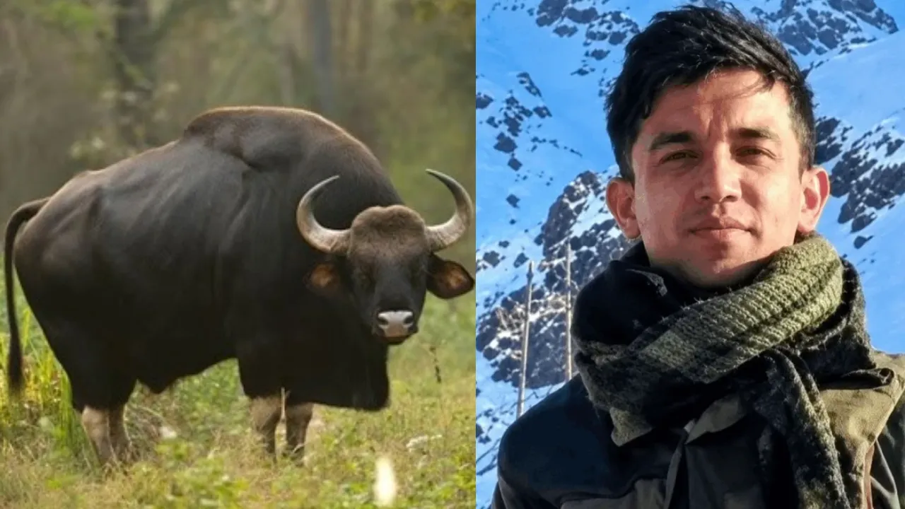 पचमढ़ी में गौर (बाइसन) के हमले से सेना के जवान की मौत: 17 कुमाऊं रेजिमेंट के जवान आकाश चौहान के निधन से सुरक्षा पर उठे सवाल