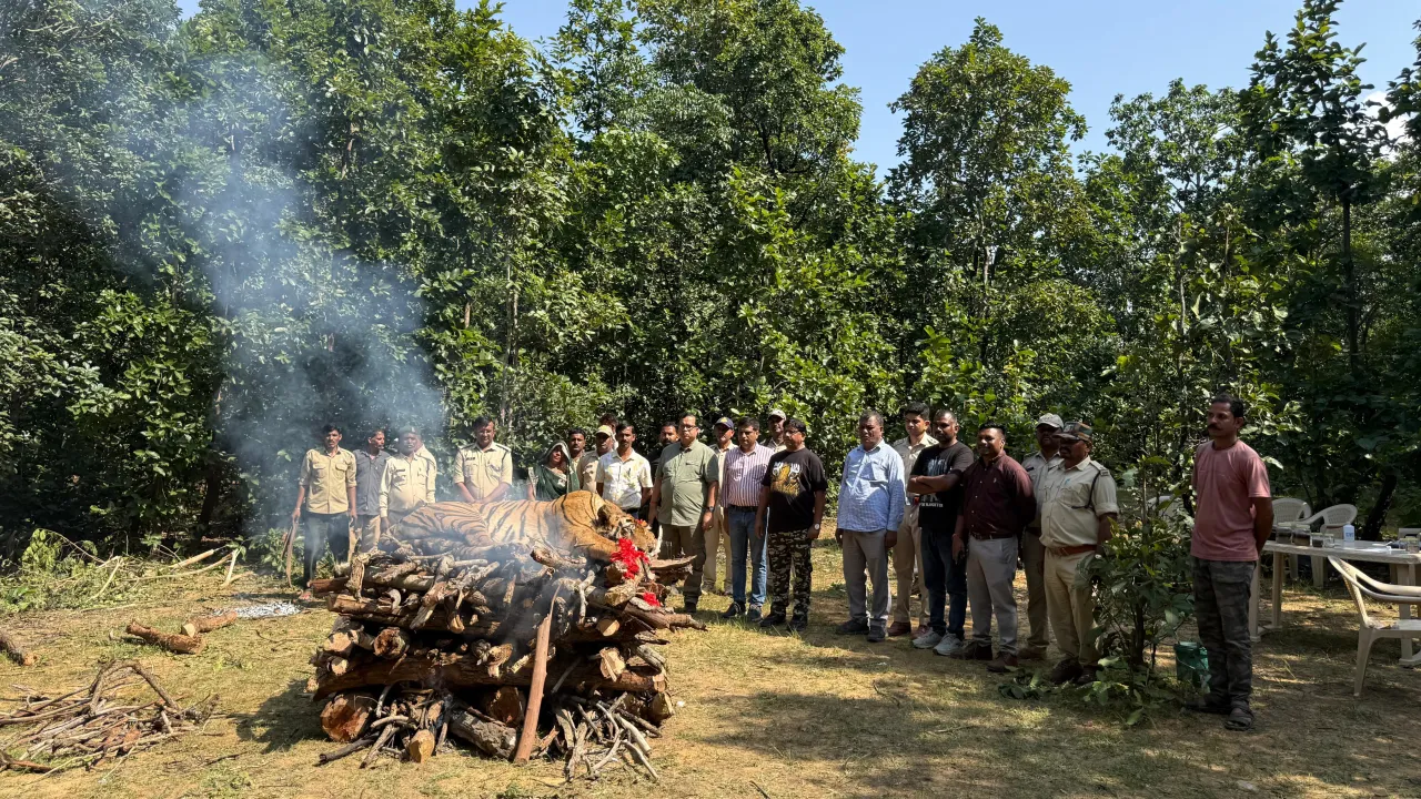 बांधवगढ़ की चर्चित बाघिन डॉटी की मौत, मां से बिछड़े दो शावक