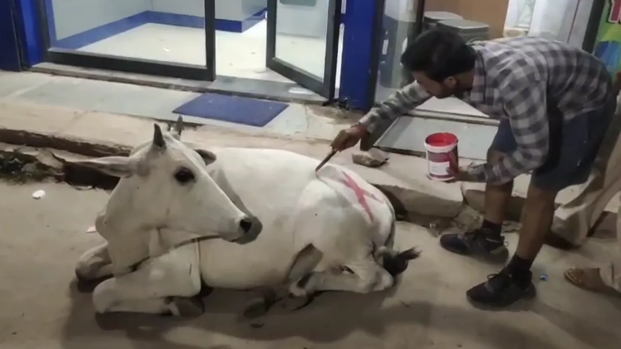 लंपी रोग से गौवंश की सुरक्षा के लिए वैक्सीनेशन अभियान तेज