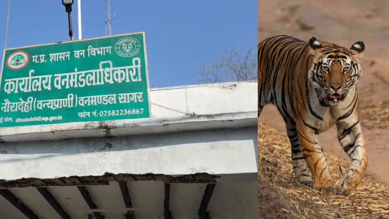 पहली बार बाघ, तेंदुए और चीते एक ही जंगल में रहेंगे; 7 अक्टूबर को सीएम डॉ. मोहन यादव करेंगे रिलीज