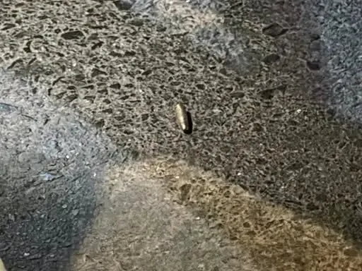 GunBullet