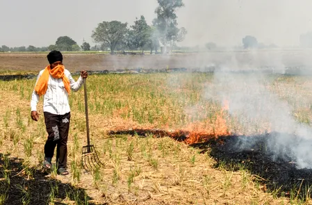 पंजाब में पराली जलाने के 1,007 मामले दर्ज, 397 घटनाओं के साथ तरनतारन सूची में सबसे आगे