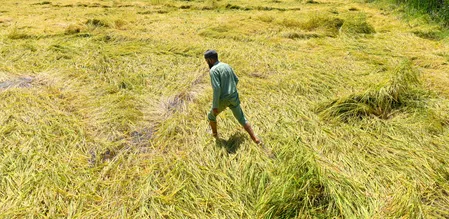 महाराष्ट्र सरकार ने घोषित सूखाग्रस्त क्षेत्रों के अलावा 19 तालुकों में सर्वेक्षण शुरू करने का आदेश दिया