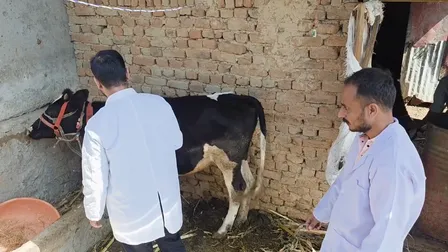जम्मू-कश्मीर के डोडा में लंपी के 300 से अधिक मामले, पशुपालन विभाग ने तेज किया टीकाकरण अभियान