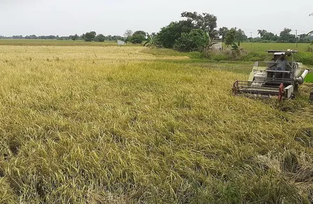 तमिलनाडु: तंजावुर में पानी की कमी से सांबा धान की फसल बर्बाद, किसानों ने मांगा मुआवजा