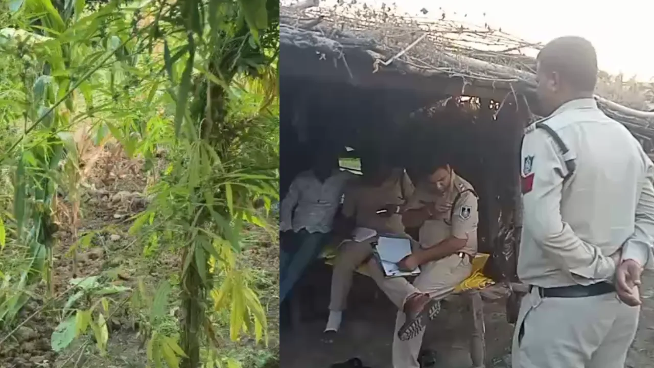 चिचोली पुलिस की बड़ी कार्रवाई: खेत में लगे मिले गांजे के 12 पौधे, एक गिरफ्तार